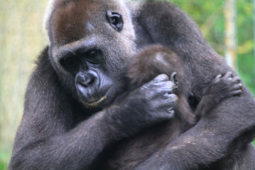 monkey-mom-baby